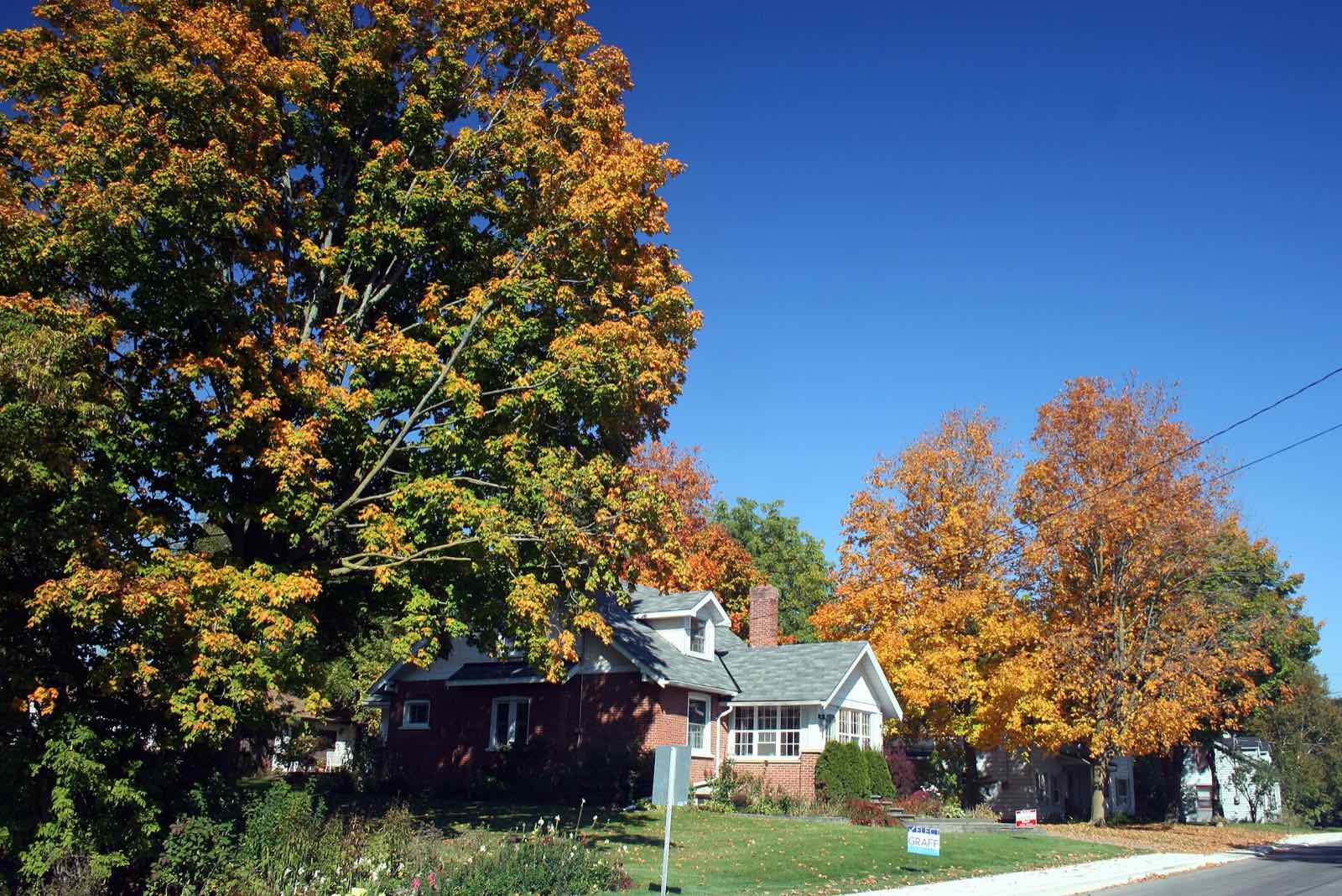 Houses on a quiet street under autumn maples